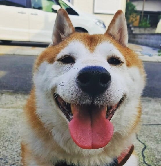 提供：柴犬ななさん