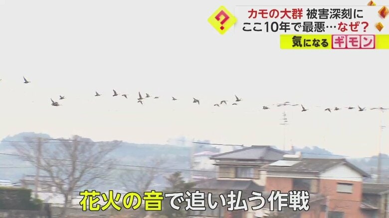 花火の音に驚き、カモが一斉に飛び立った。功を奏したかに見えたが…