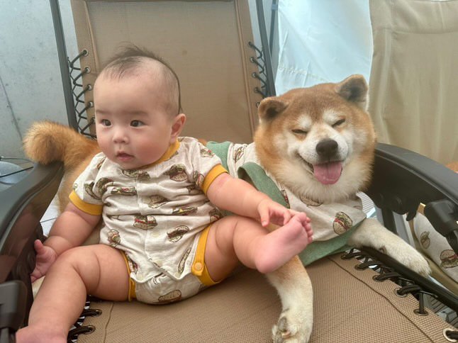 提供：飼い主さん（＠shibainu.berry）