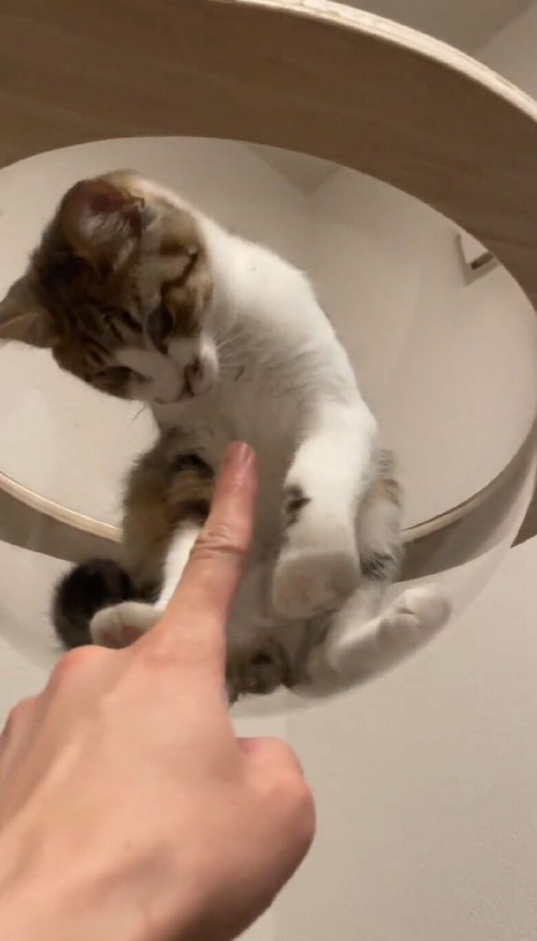 透明ボールの下から指でちょいちょいすると反応してくれる