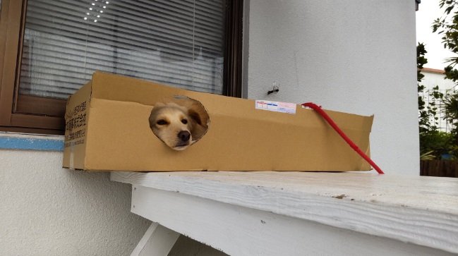 こちらが「箱入りーぬ」な時の大吉くん