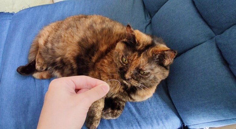 カールされたおひげが抜けた