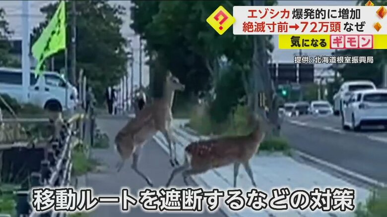 北海道根室の車道に現れた複数のシカ