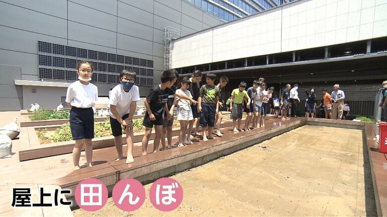 学校の屋上に、田んぼが！