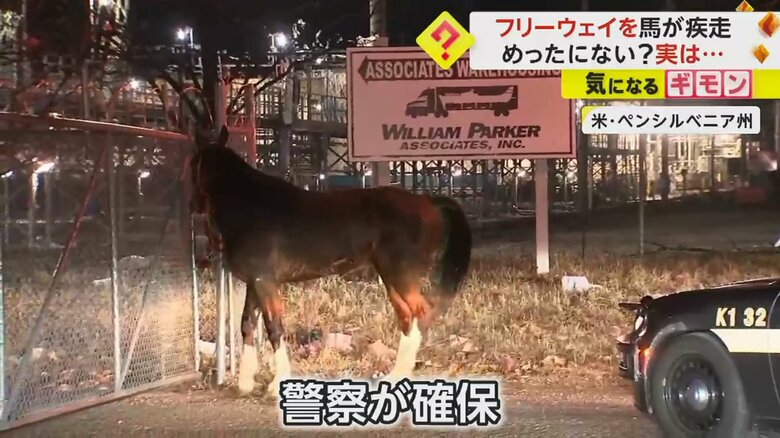 警察により確保された馬