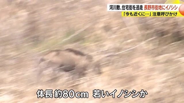 イノシシ