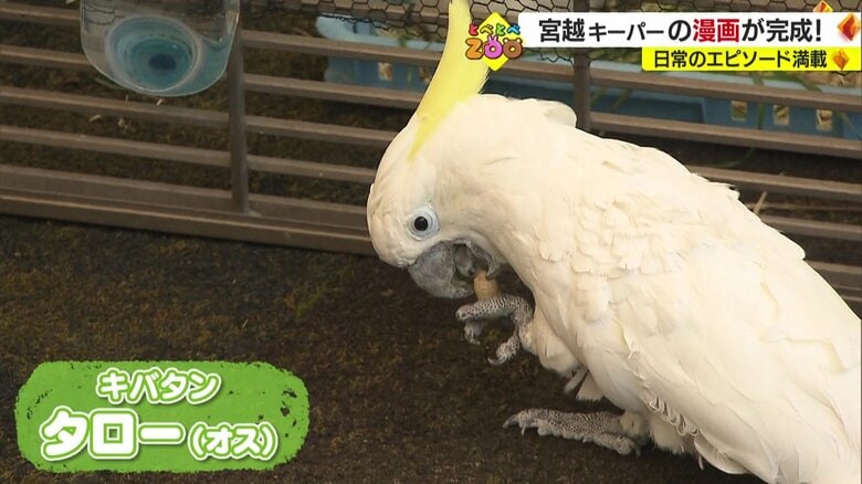 キバタンのタロー