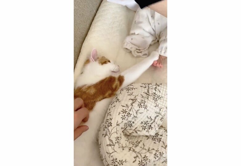 提供：こなつさん