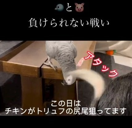 トリュフちゃんのしっぽがチキンマンくんを直撃することも？