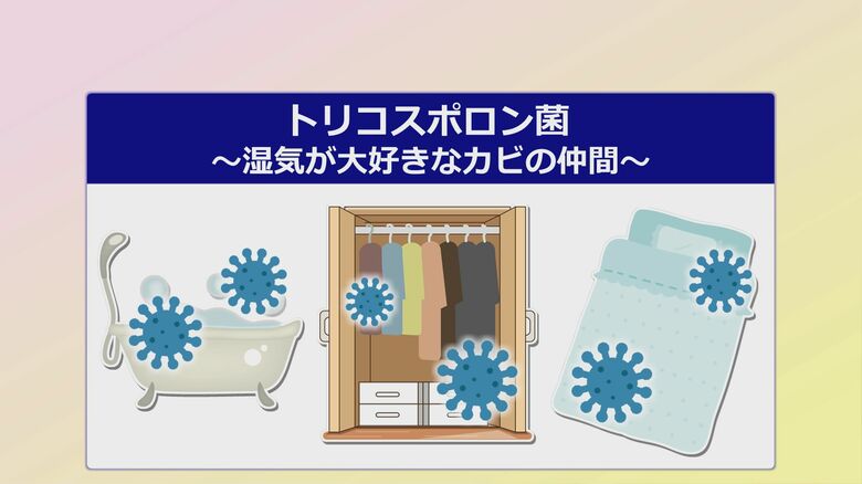 カビは押し入れのジメジメが大好き