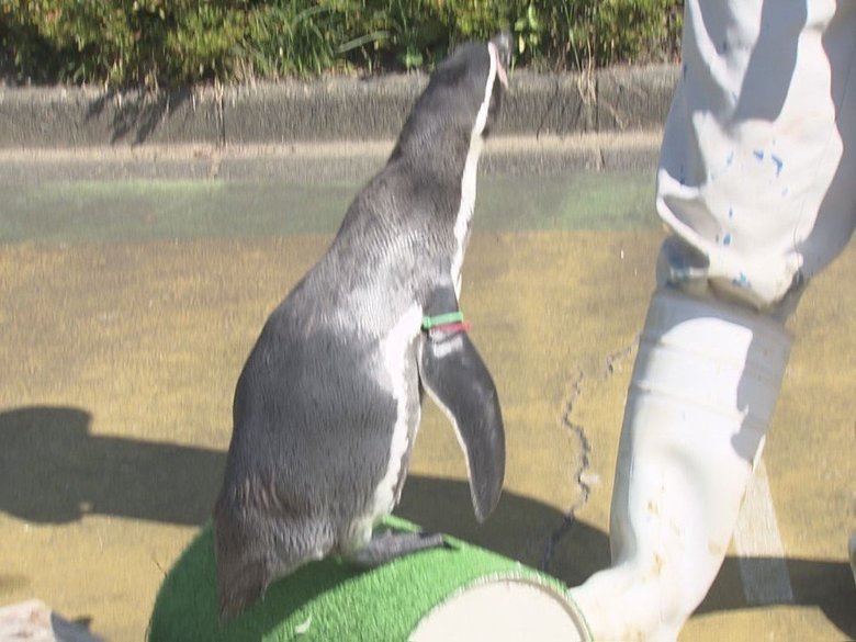 動物のエサ代などに…入場者減った水族館で支援プロジェクト 毎月定額の支援でアプリ通じ「裏側見学」