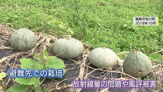避難先で栽培を始める　諦めそうになったことも