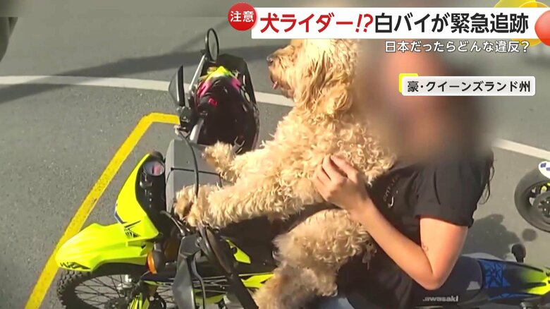 警察官が犬を乗せたバイクの運転手に注意をする様子⑥