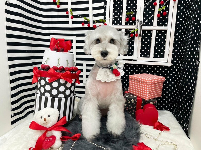 おめかしして撮影