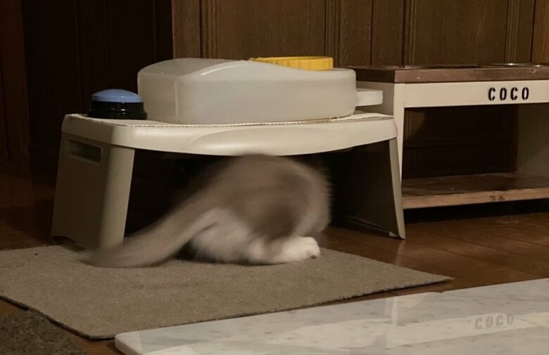 水飲みの机の隙間にモゾモゾ入り込む