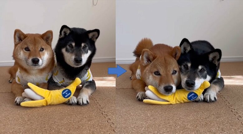 バナナのぬいぐるみにもあご乗せ