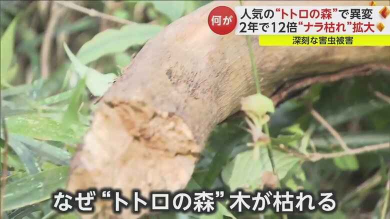 折れたとみられる枝が地面に落ちていた