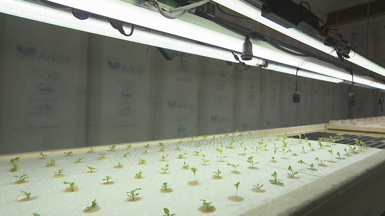 LED照明を利用する水耕栽培