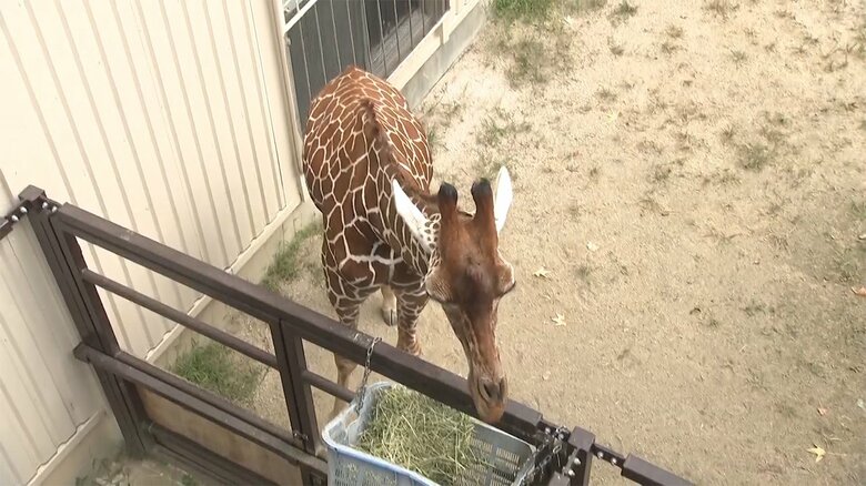 キリンが間近に見える