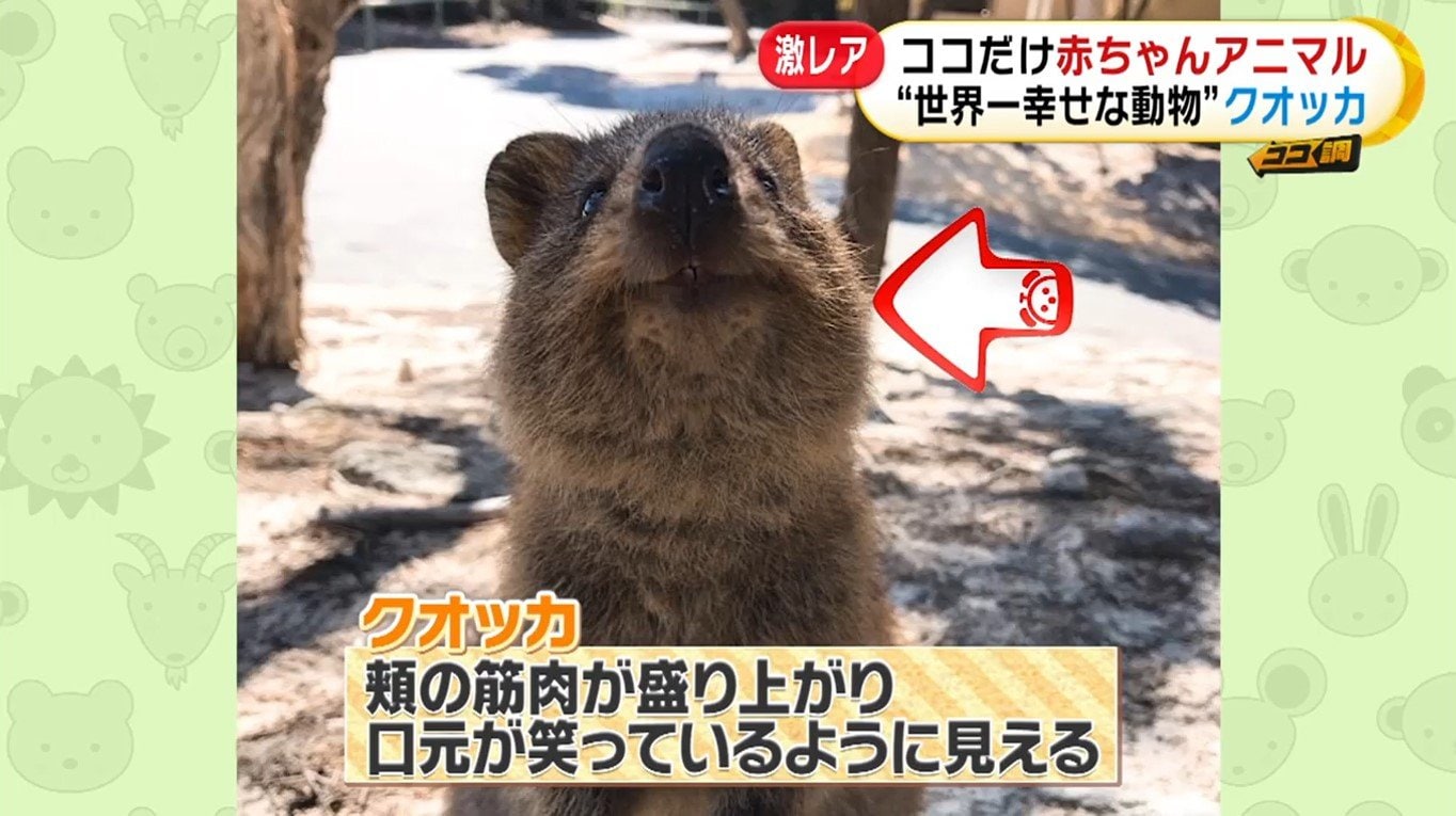 世界一幸せな動物 砂漠の天使 激レア動物の赤ちゃん続々誕生 日本で唯一の希少動物を飼育する理由とは