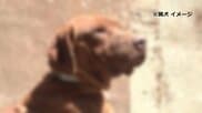 「猟犬」が顔などかんで「飼い犬」死ぬ 住民女性止めに入ってけが 「鳥獣被害対策実施隊」イノシシなど駆除中