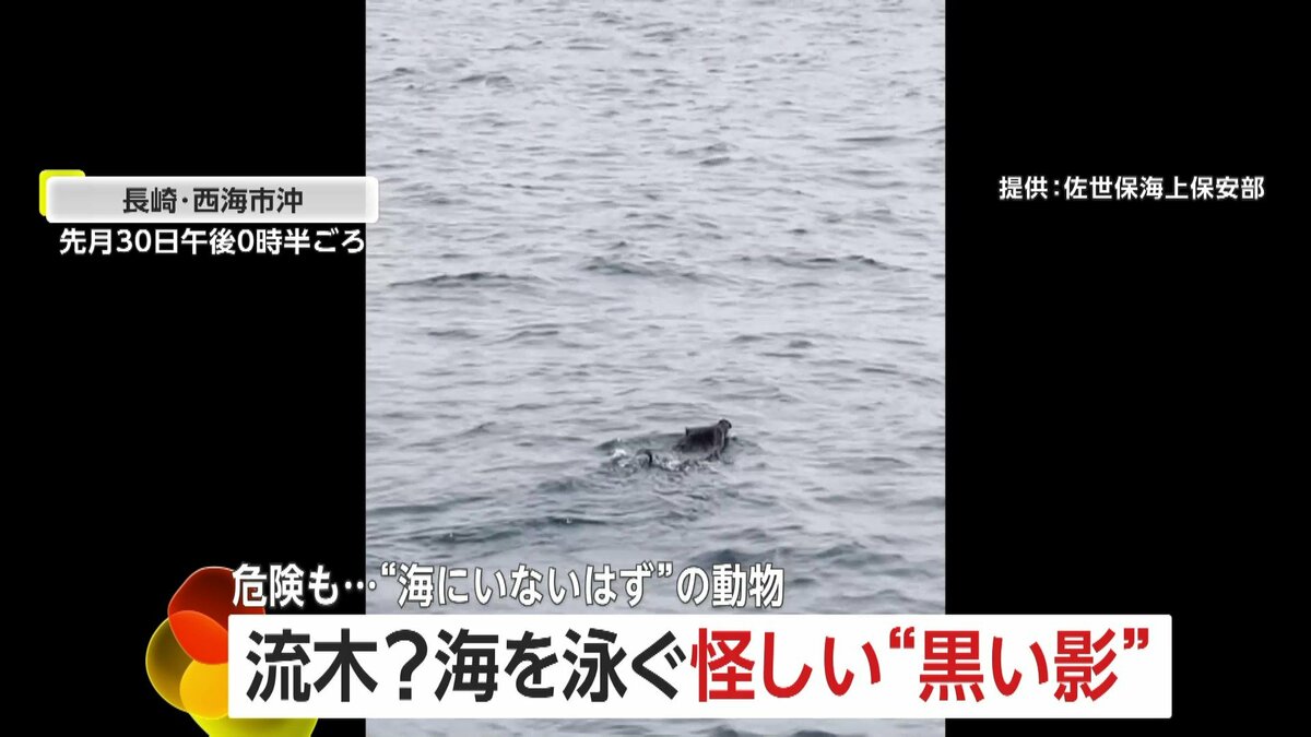 思わぬ珍客…海を泳ぐイノシシやシカたち 海上保安官が遭遇「流木かと