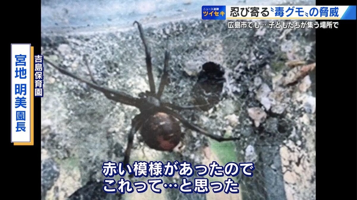 保育園の側溝で“毒グモ”大量発見 「セアカゴケグモ」広島市で過去最多