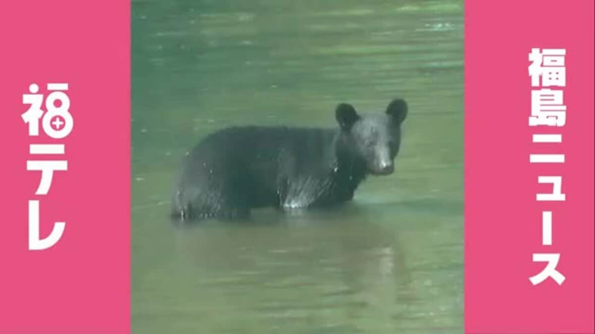 【熊出没】3月23日(月) 福島県のクマ目撃情報 須賀川市の空き地にクマ2頭
