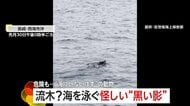 思わぬ珍客…海を泳ぐイノシシやシカたち　海上保安官が遭遇「流木かと思ったら」プロペラに毛が絡まる危険性も