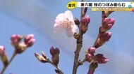 春らしい陽気に…金沢・兼六園のサクラは3/30に開花し4/4に満開の予想 既に5輪ほど咲いている木も