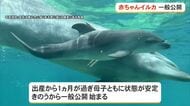 美ら海水族館　バンドウイルカの赤ちゃん一般公開
