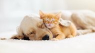 よだれの量や目に違和感はない?ペットの熱中症で見落としてはいけない初期症状…飼い主ができる「暑さ対策」と「応急処置」