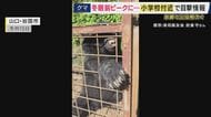 全国で相次ぐクマやシカの目撃情報「近づくのは自殺行為」　京都ではクマの目撃情報が去年の同時期よりも290件増加　シカの出没による死亡者も