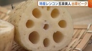 五泉市特産レンコン『五泉美人』の出荷ピークに！寒さで甘み増すレンコン“縁起物”としても重宝「色々な料理楽しんで」新潟