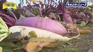 約５００年前から栽培　西都市の伝統野菜「米良大根」　小学生が収穫体験