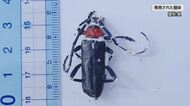 外来カミキリ「クビアカ」辰野町でも初確認　住宅街で成虫1体の死骸　 発見場所から半径3キロを「緊急防除エリア」に指定　長野