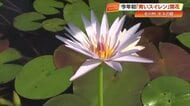 北川村「モネの庭」で青いスイレンが開花！モネが咲かせられなかった幻の花、見頃は午前中【高知】