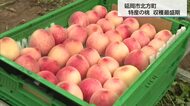 「大変良い出来」ちよひめ・さくひめ　延岡市北方町で桃の出荷最盛期