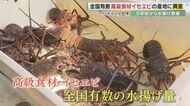 海の異変…終わらない“黒潮大蛇行”　捕れないイセエビに地元大ピンチ　もはや“異変と呼べない”のか【和歌山発】