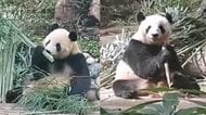 「シャオシャオ」と「レイレイ」が笹を食べる姿　上野動物園から中国に返還の双子パンダ一般公開　「日本から会いに来る人歓迎」