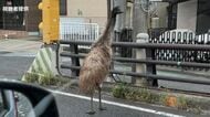 【速報】体長約2メートルの「エミュー」が逃走も確保　目撃した人は「ダチョウ」と110番通報も逃げたのは「エミュー」だった　滋賀・守山市
