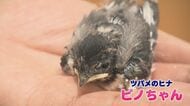 ツバメの雛   奇跡の“復活”の舞台裏   巣が襲われ幼稚園が保護   その日の防犯カメラに映っていたのは… 【福岡発】