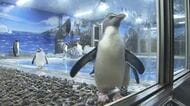 会いに来てね！小さな体でピョンピョン跳ねる「キタイワトビペンギン」　越前松島水族館に6羽が新たに仲間入り　福井