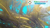 「SDGs」海洋汚染解決へ “未来の素材” 岩手大学が研究<岩手県>