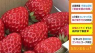 自慢の逸品ずらり イチゴの品評会 形や色つや競う 静岡・伊豆の国市