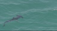 サメの群れに海水浴客騒然、避難する騒ぎに…黒いサメ十数匹、エイ追って海岸付近に来たか【福岡発】