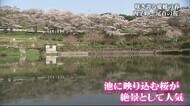咲き誇る愛媛の春　満開！内子町の「尾首の桜」【愛媛】