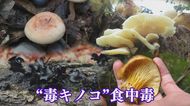 食べると死亡例も…野生キノコの採取は止めて 食用と似ている毒キノコも【福岡発】