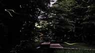 Early Summer Fireflies in Chiba’s Starry Skies (Video)