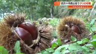 急斜面を“ど根性”で収穫　秋を感じる甘い「ぽっぽ栗」を『ど根性栗園』で堪能【高知】